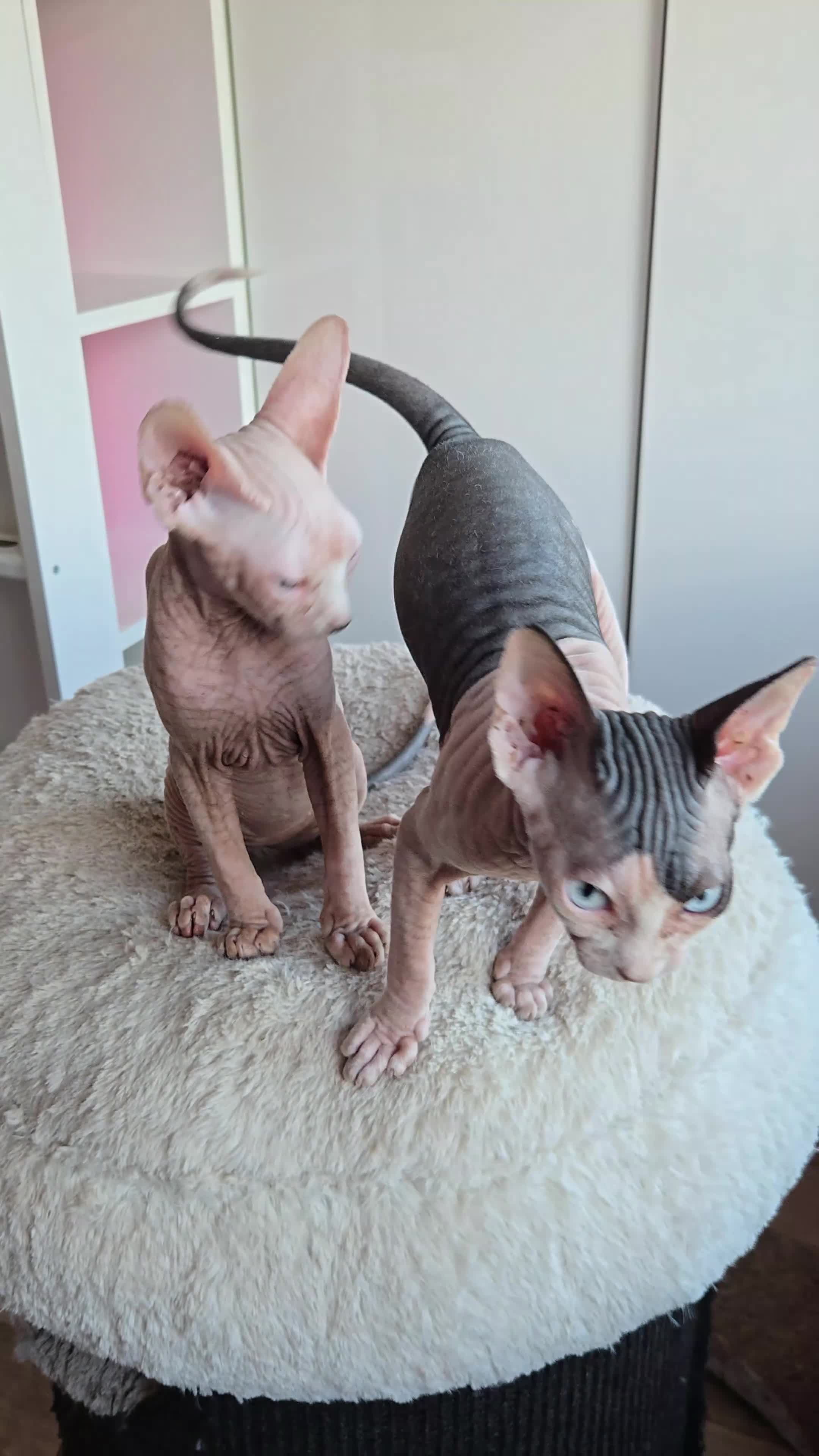 Sphynx cats for sale: Blue eyes Sphynx kitten TICA & GCCF show cats  - Video 1