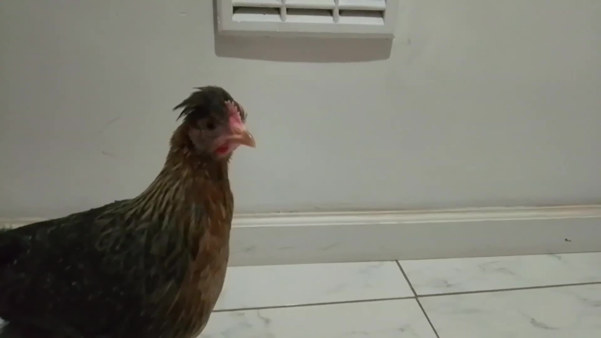 Hens poultry for sale: 2 hens and one Rooster - Video 3