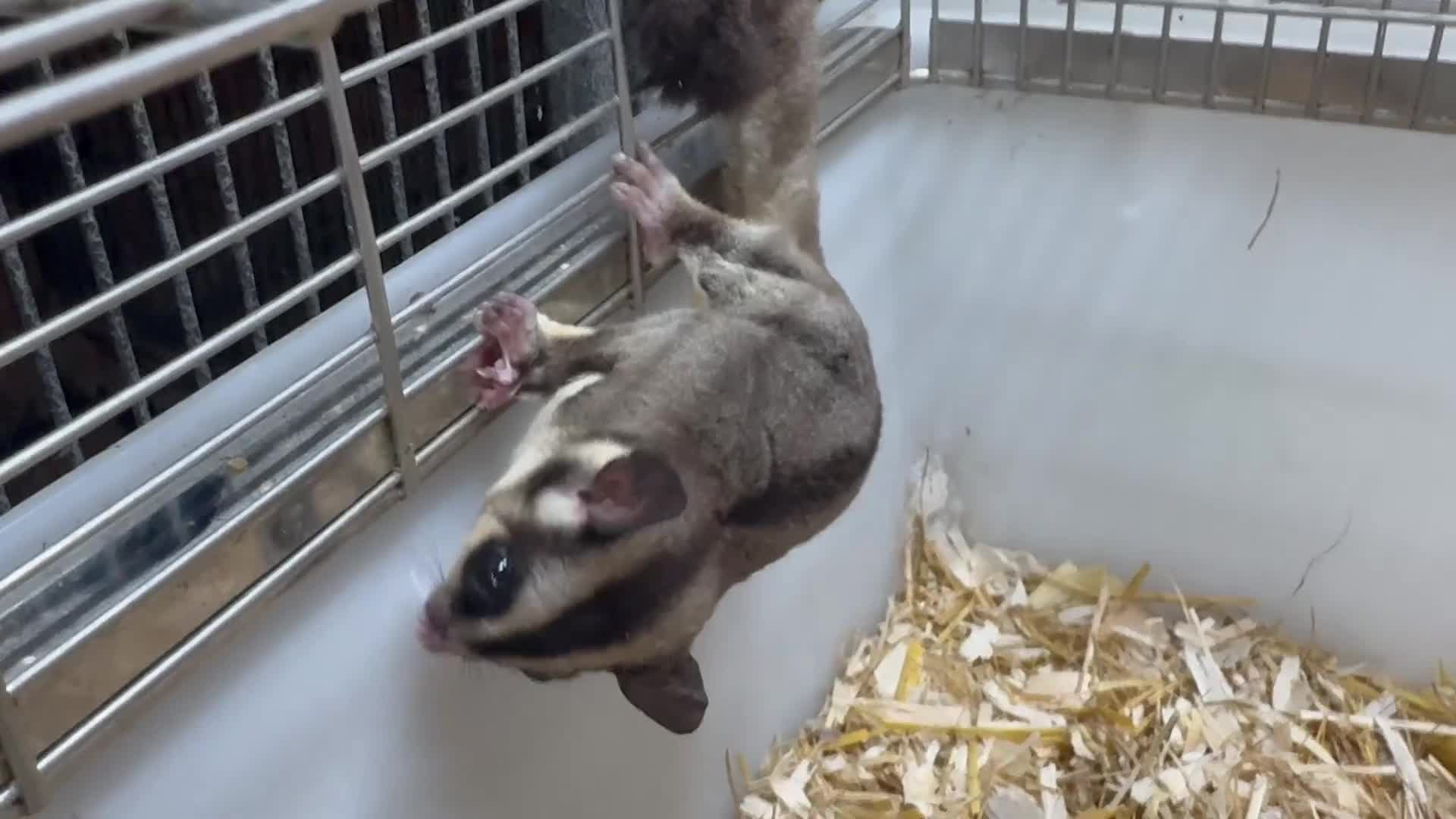 Sugar Glider rodents for sale: 2x sugar gliders  - Video 3