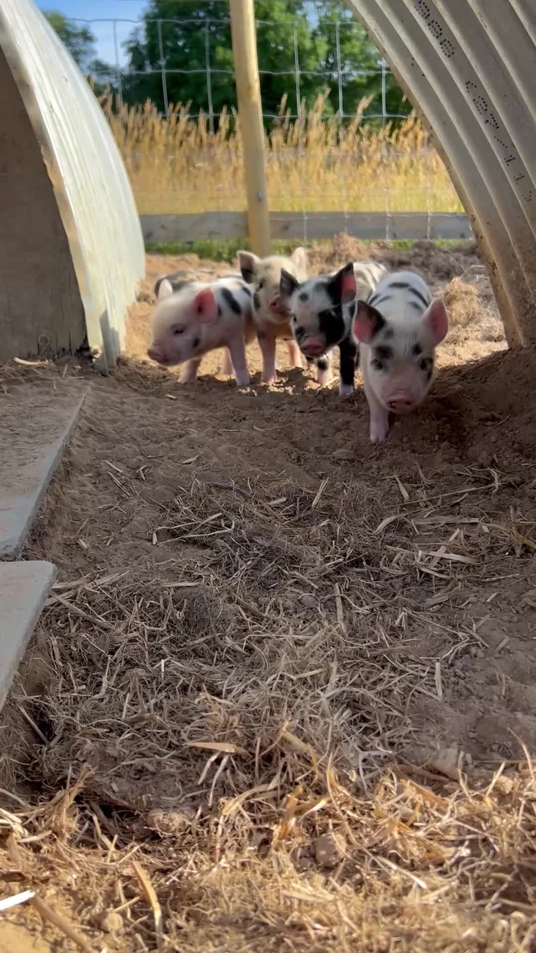 Pig livestock for sale: Beautiful Micropigs! Small but chunky!  - Video 2