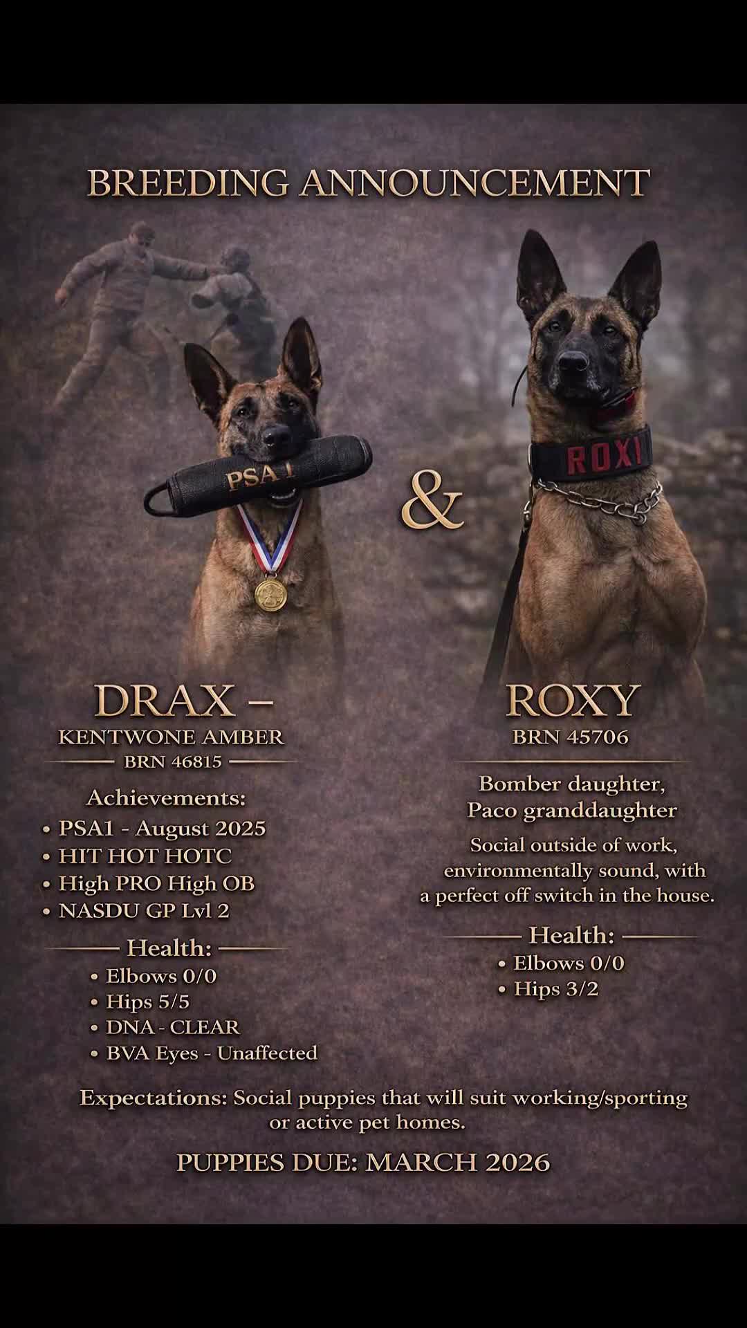 Belgian Shepherd Dog dogs for sale: Repeat litter - Health tested Malinois  - Video 1