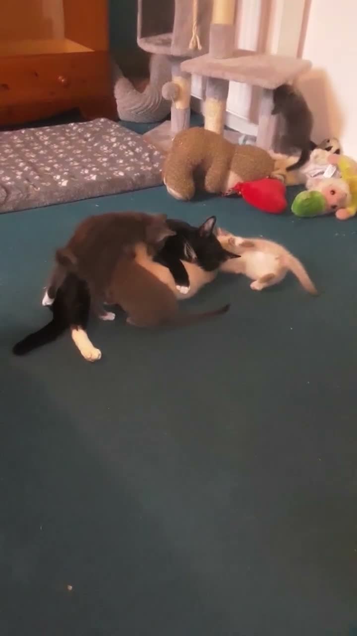 Mixed Breed cats for sale: ***WINONA & MISCHIEF – LAST TWO KITTENS LEFT!!!*** - Video 2