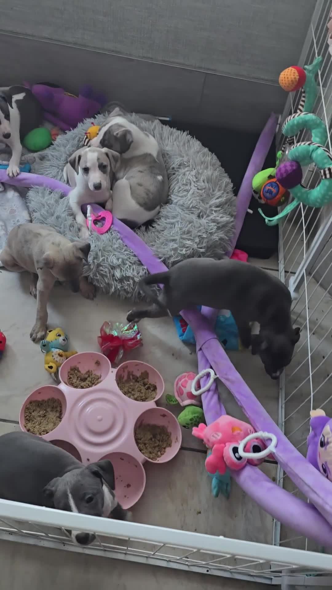 Whippet dogs for sale: The most precious! Kc wippets 🐶 boys & girls   - Video 1