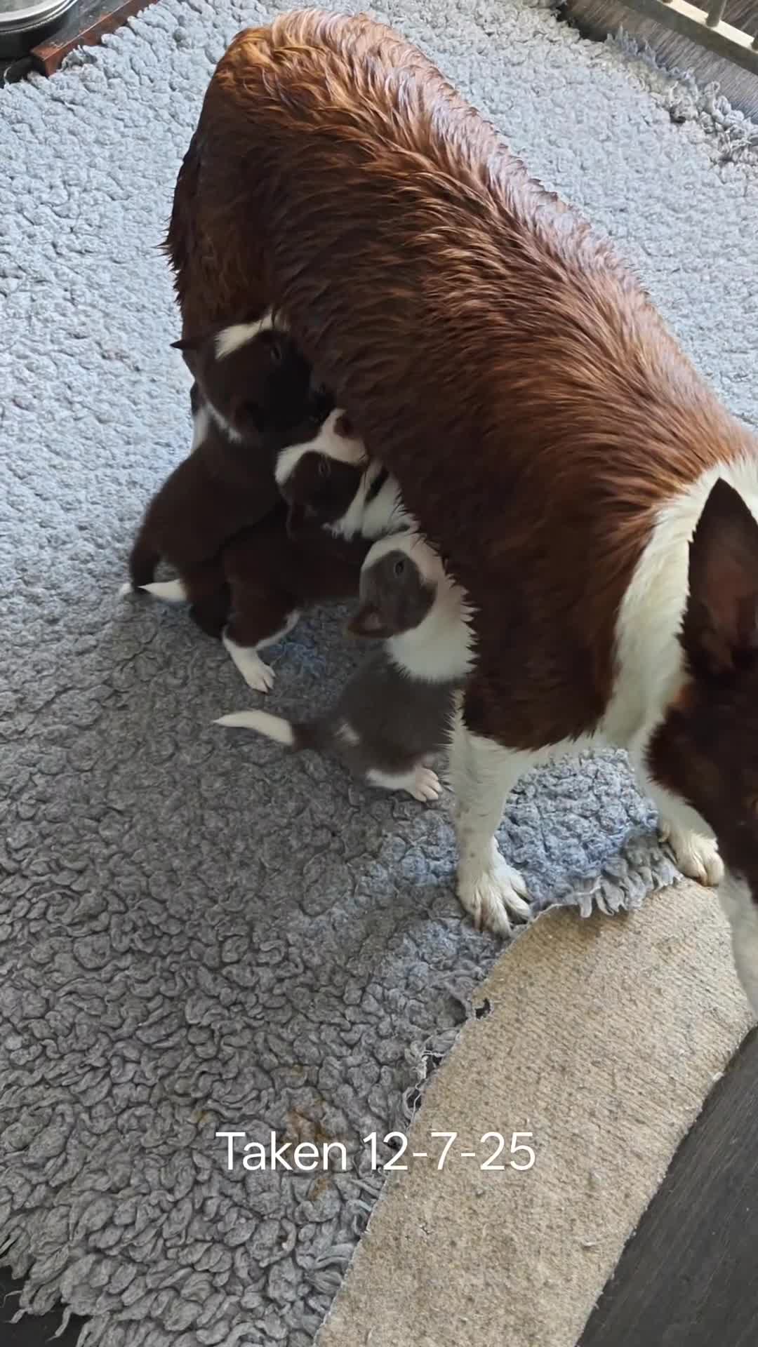 Border Collie dogs for sale: 6 Kennel Club registered Border Collie pups - Video 3