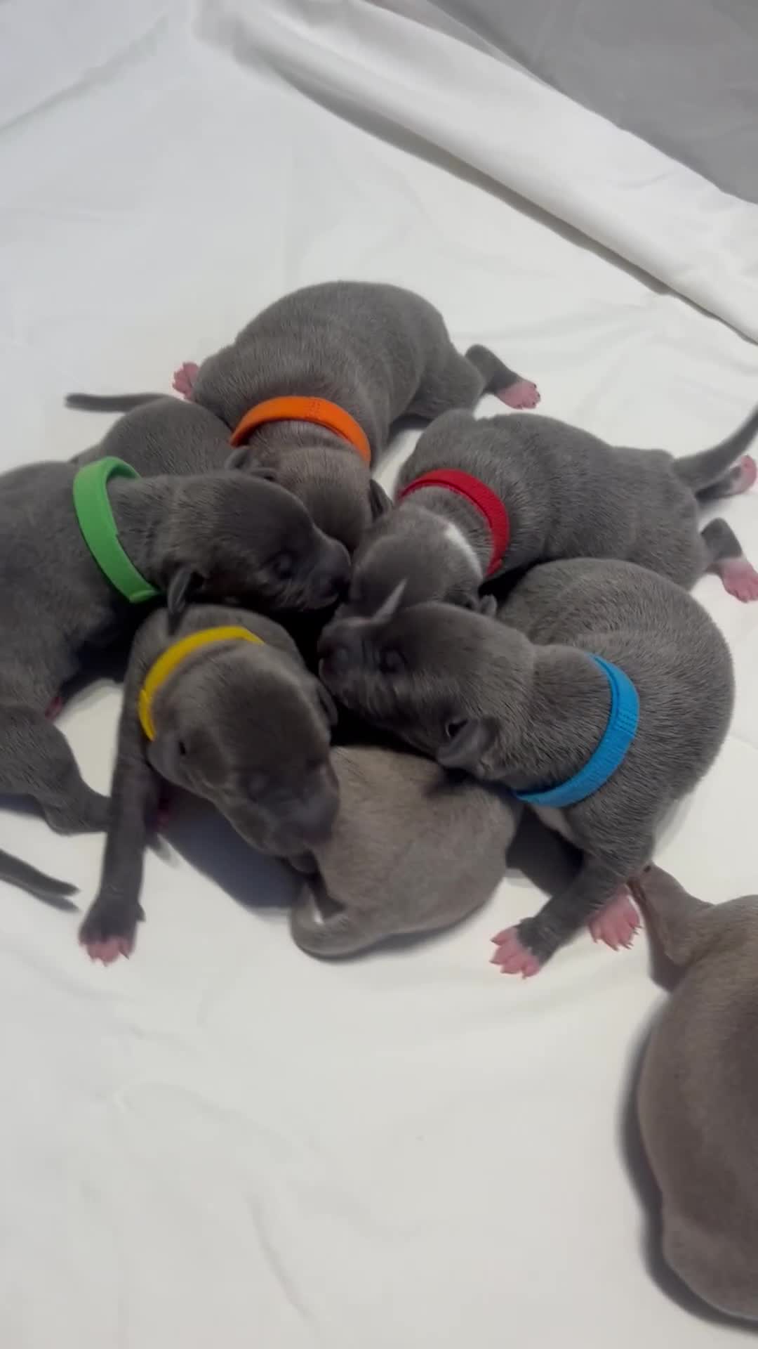 Whippet dogs for sale: Stunning KC whippet puppies  - Video 1