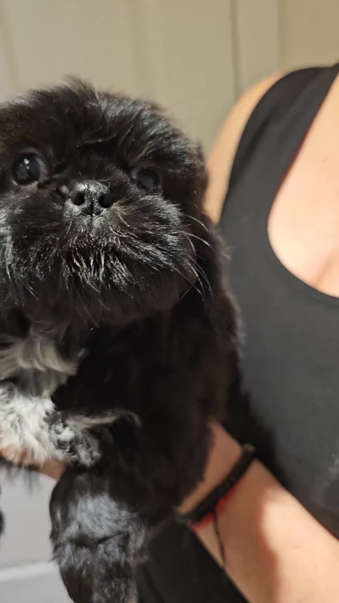 Shih Tzu dogs for sale:  💞 QUALITY STANDARD SHIH TZU 💕 - Video 2