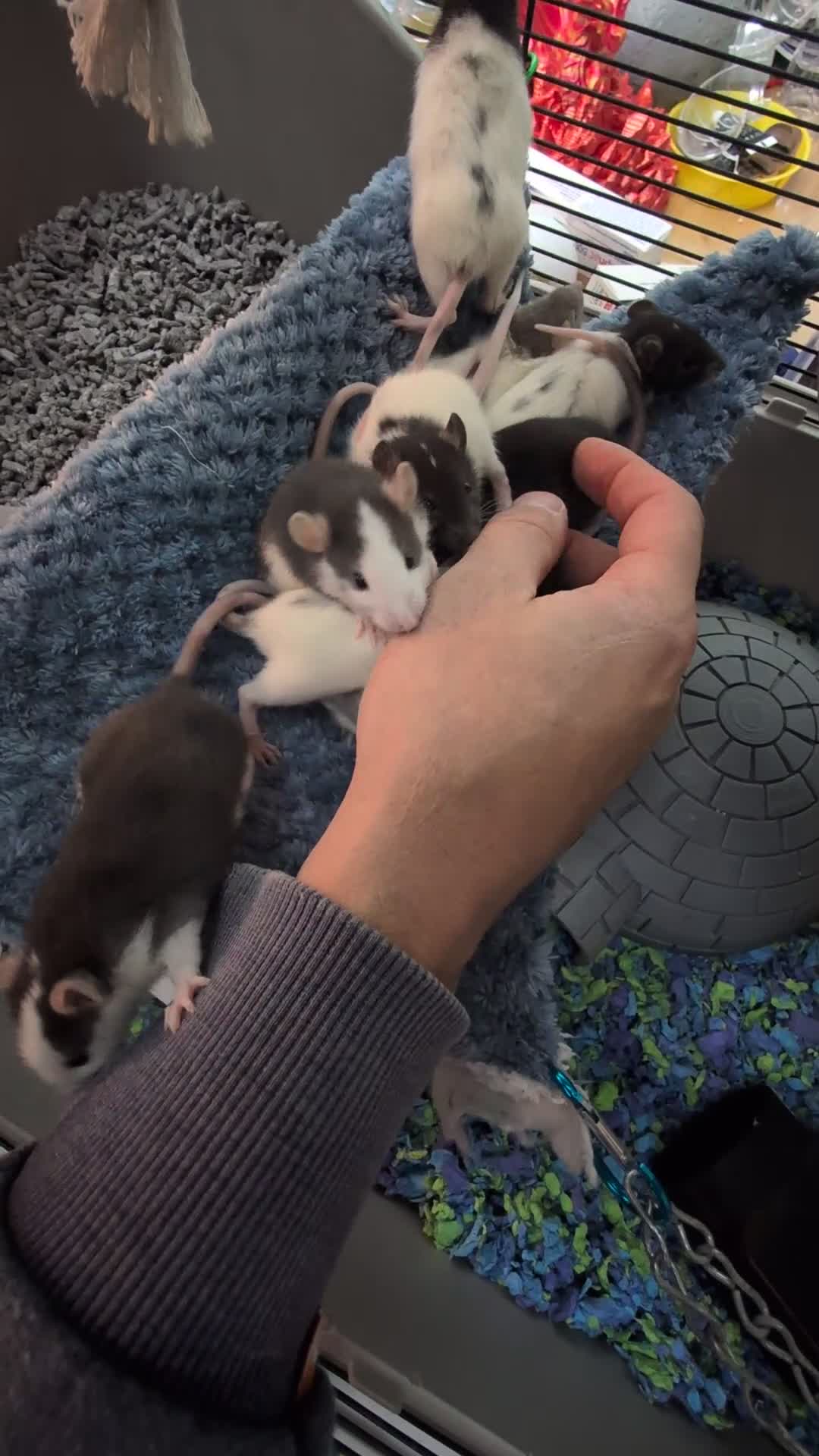 Rat rodents for sale: Baby Male and Female Rats - Video 2