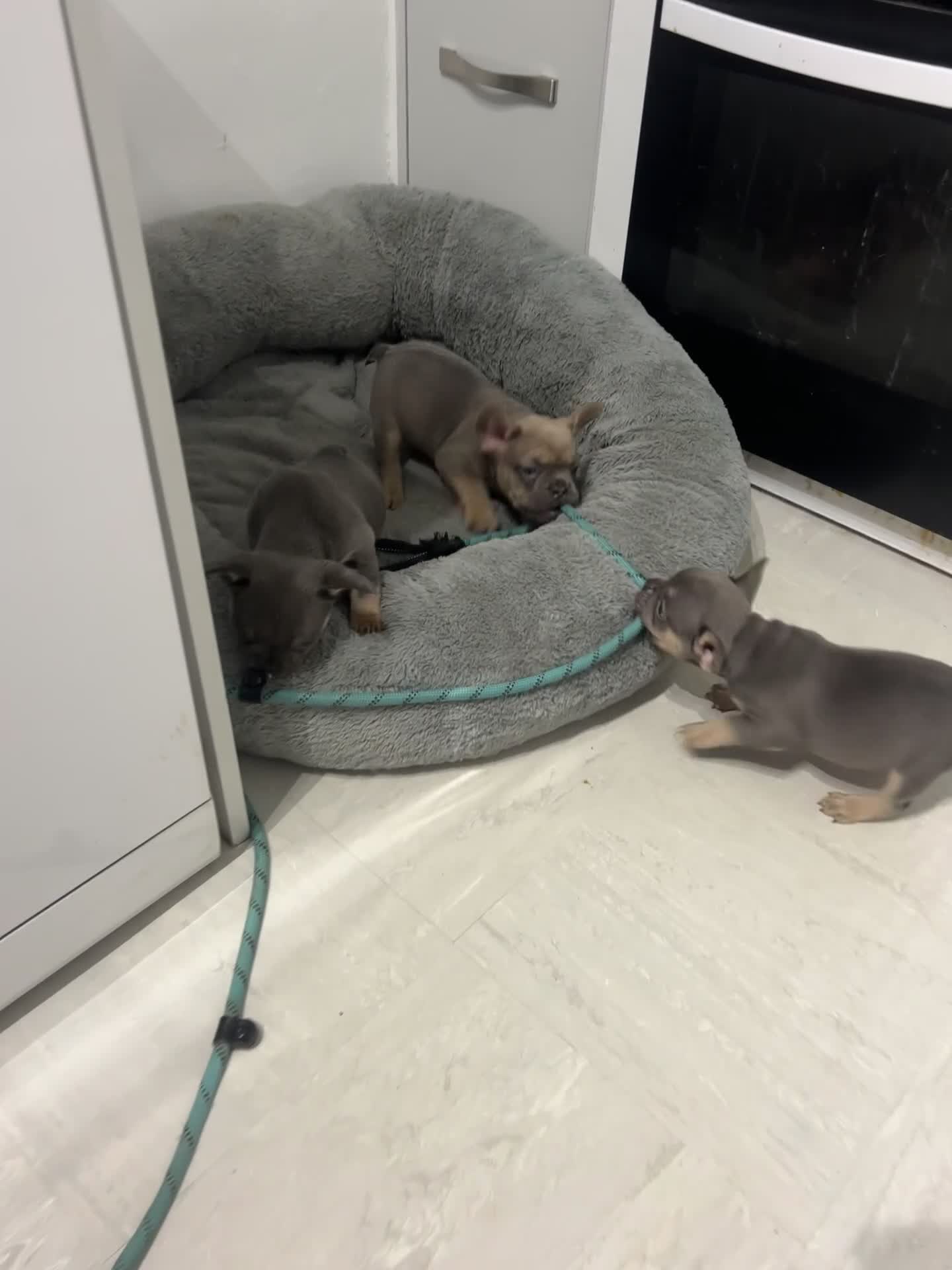 French Bulldog dogs for sale:  8 Gorgeous lap warmers 🐶  - Video 3