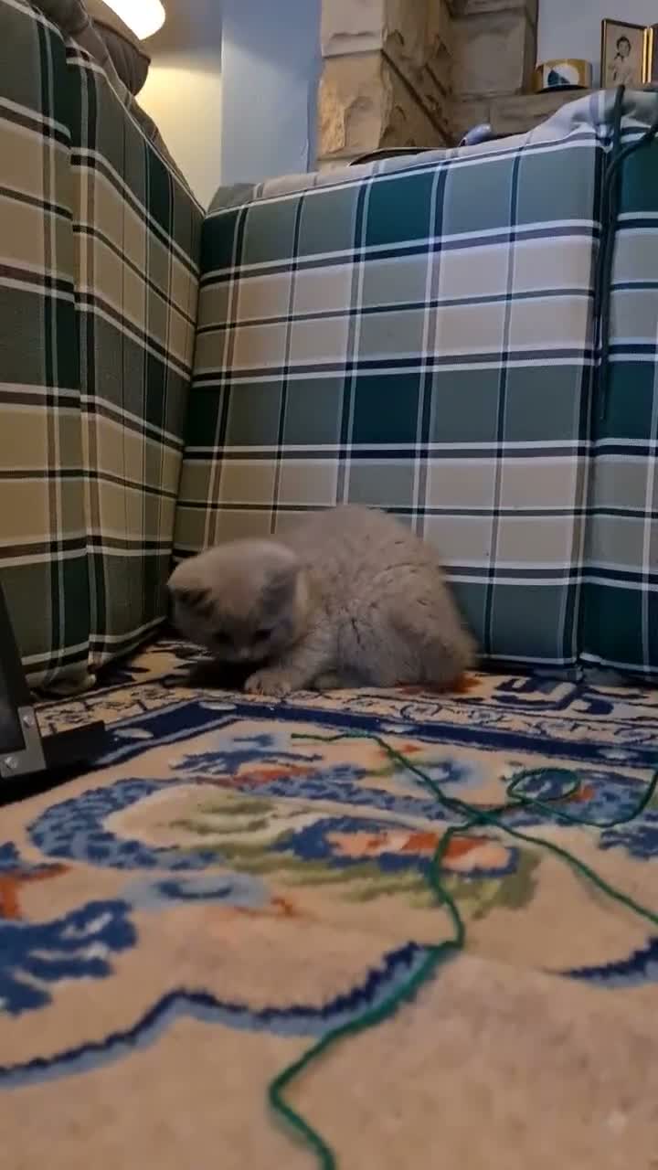 British Shorthair cats for sale: GORGEOUS LILAC BRITISH SHORTHAIR KITTENS - Video 4
