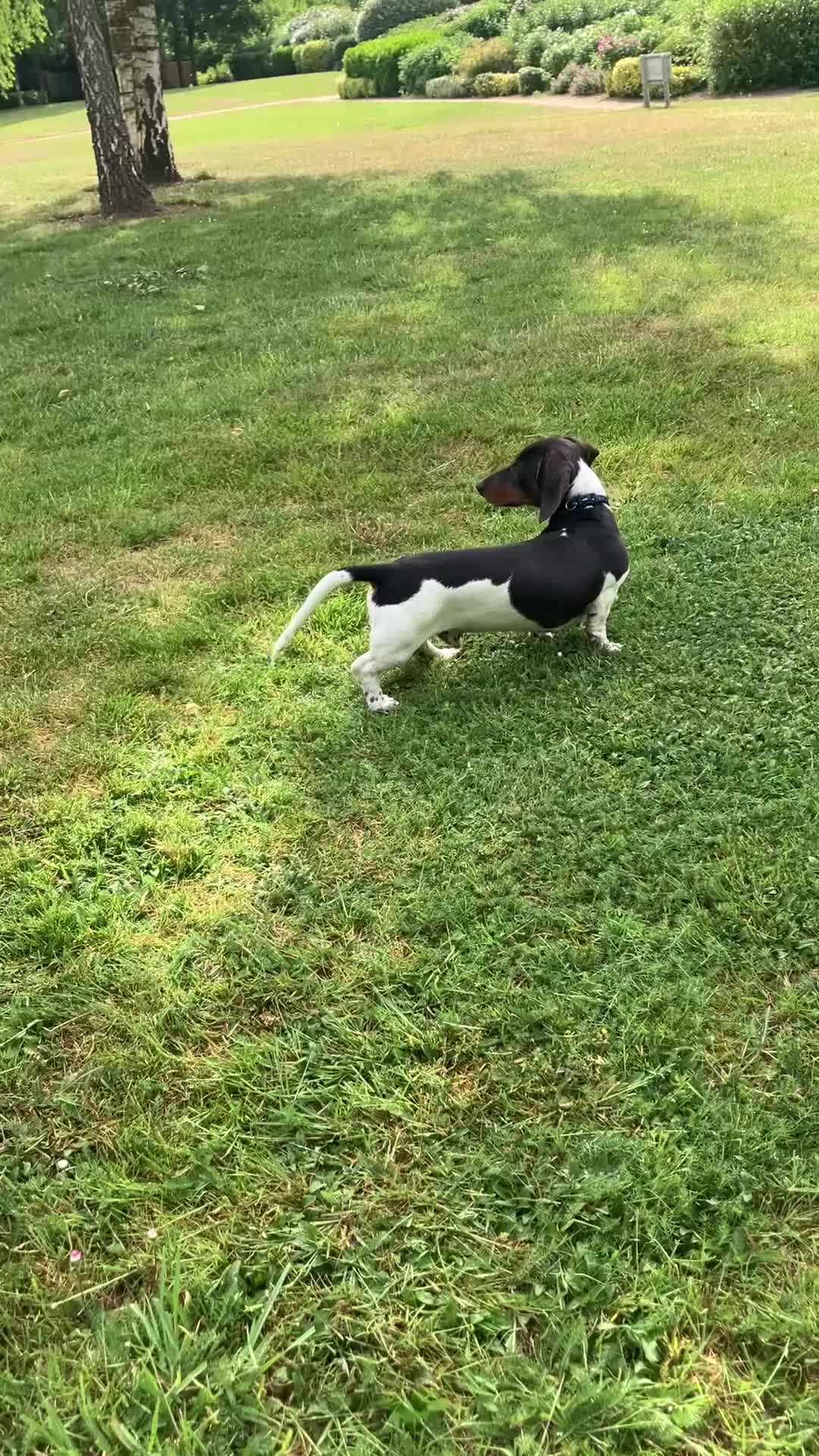 Miniature Dachshund dogs for sale: Male and female dachshund   - Video 1