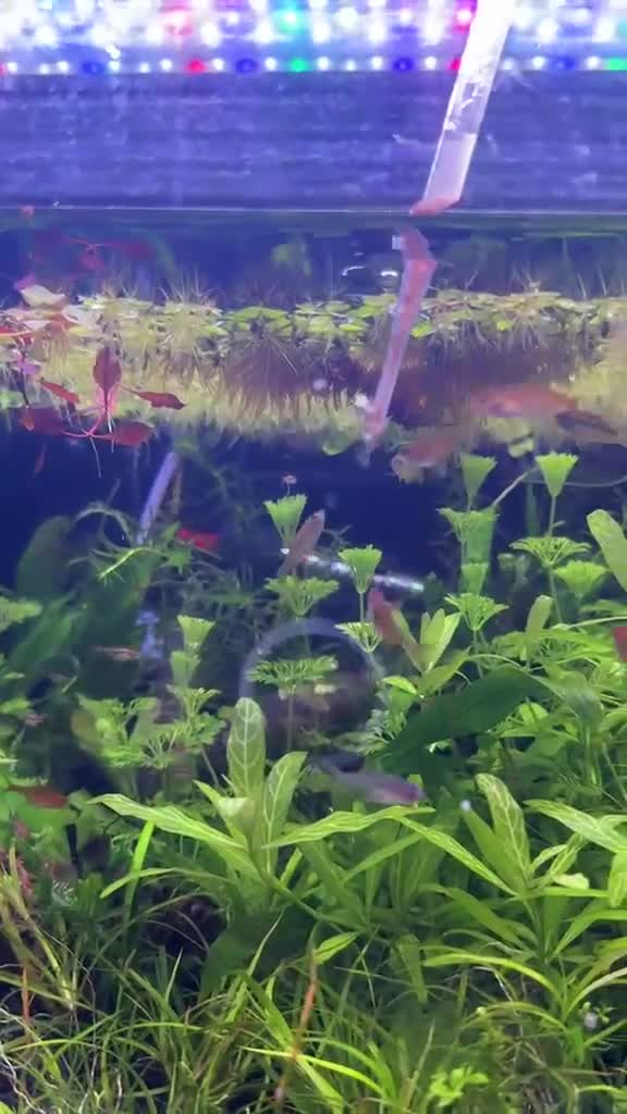 Tetras fish for sale: Ember tetra school - Video 1