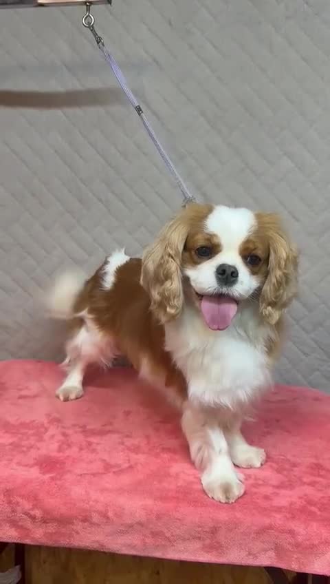 Cavalier King Charles Spaniel dogs for adoption: Lady’s Miracle: From Misery to Love - Video 1