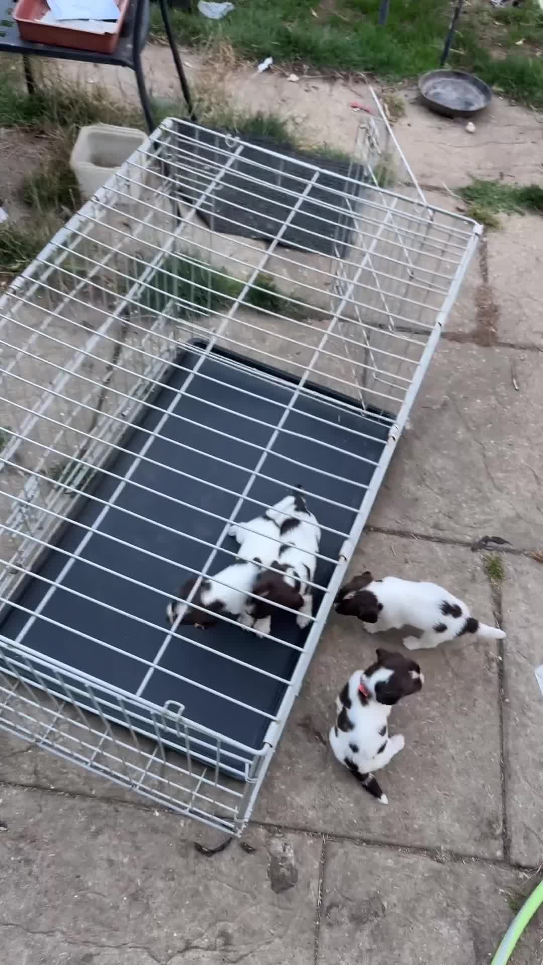 English Springer Spaniel dogs for sale: Parents KC registered FTCH line pups - Video 3
