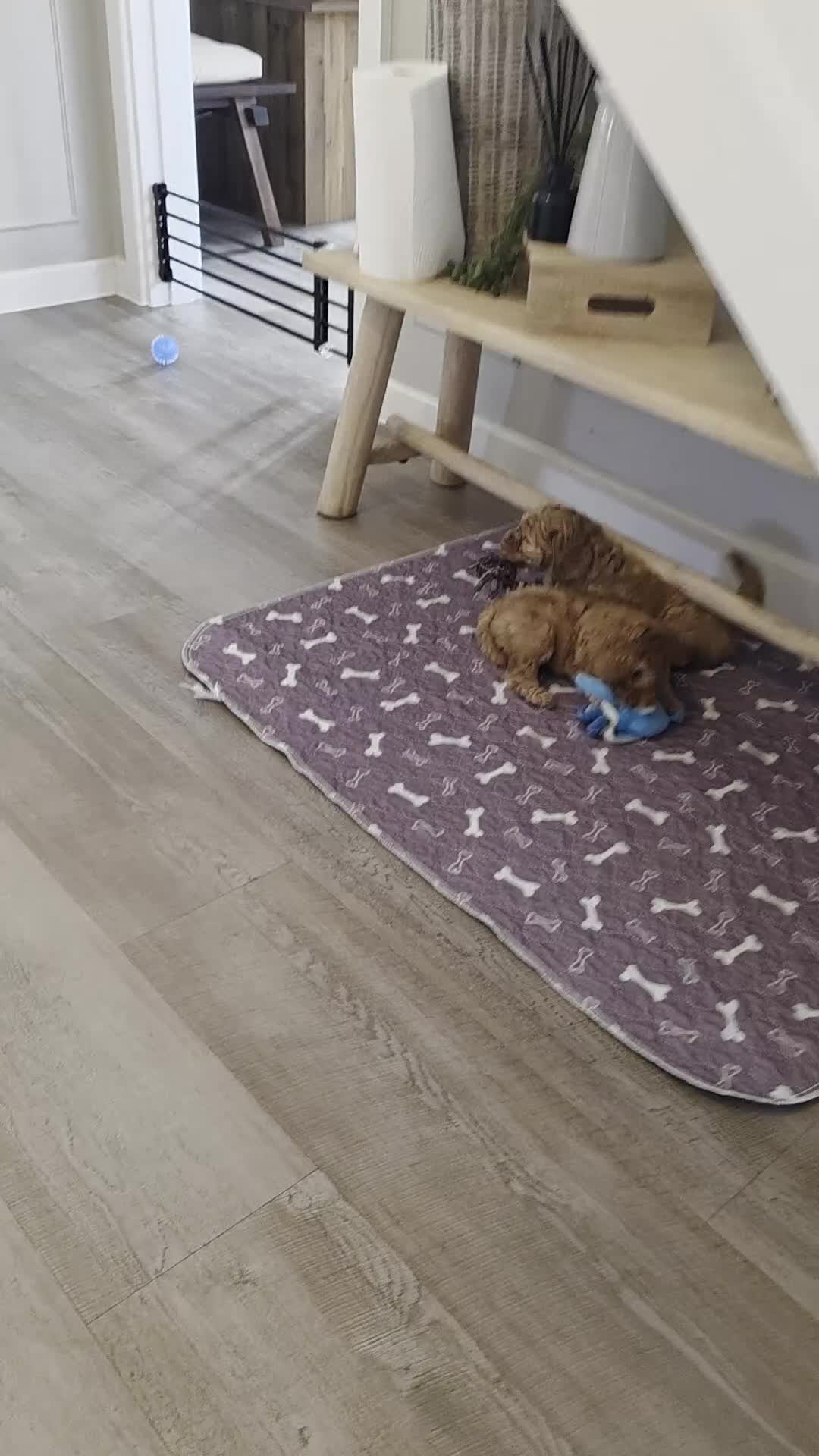 Cockapoo dogs for sale: 2 ADORABLE male Cockapoo puppies available!  - Video 5