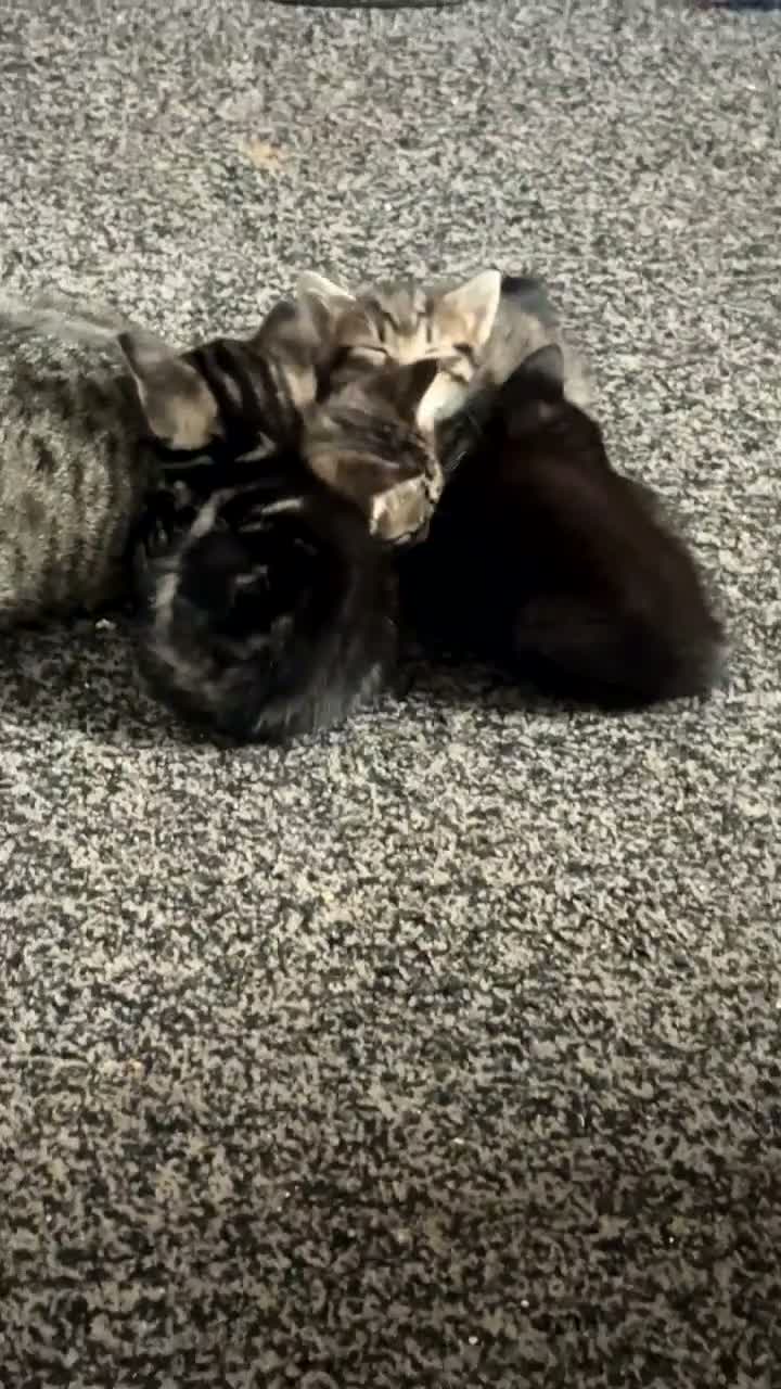 Egyptian Mau cats for sale: 4 kittens for sale  in Banbury - Video 1