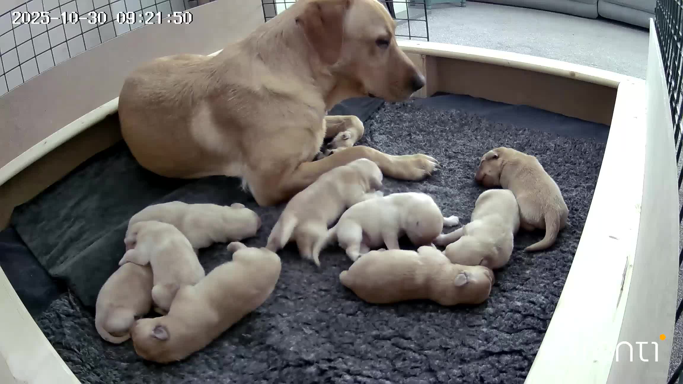 Goldador dogs for sale: Goldador puppies - all reserved  - Video 1