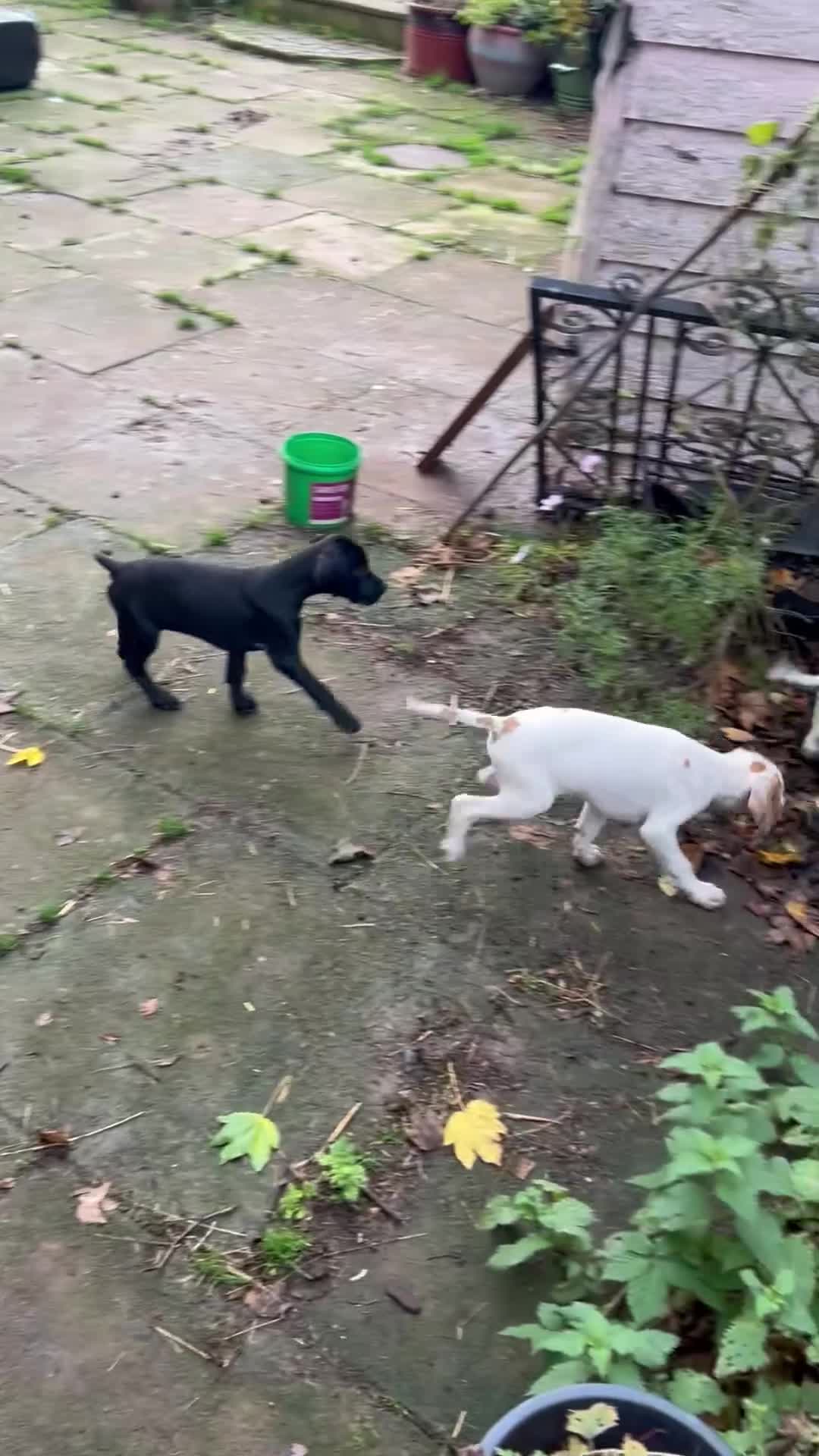 Pointer dogs for sale:  Black bitch available. - Video 3