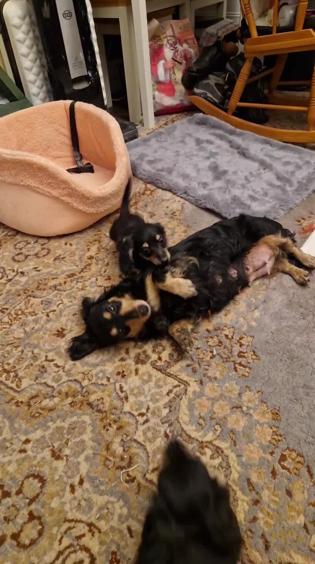 Miniature Dachshund dogs for sale:  Ready Now! Last Girl Long Coat Waiting For You  - Video 4