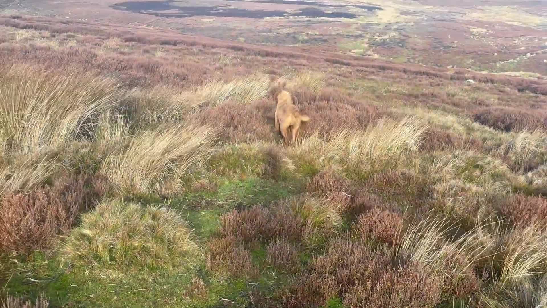 Hungarian Vizsla dogs for sale: Hungarian Wire Haired Vizsla  - Video 1