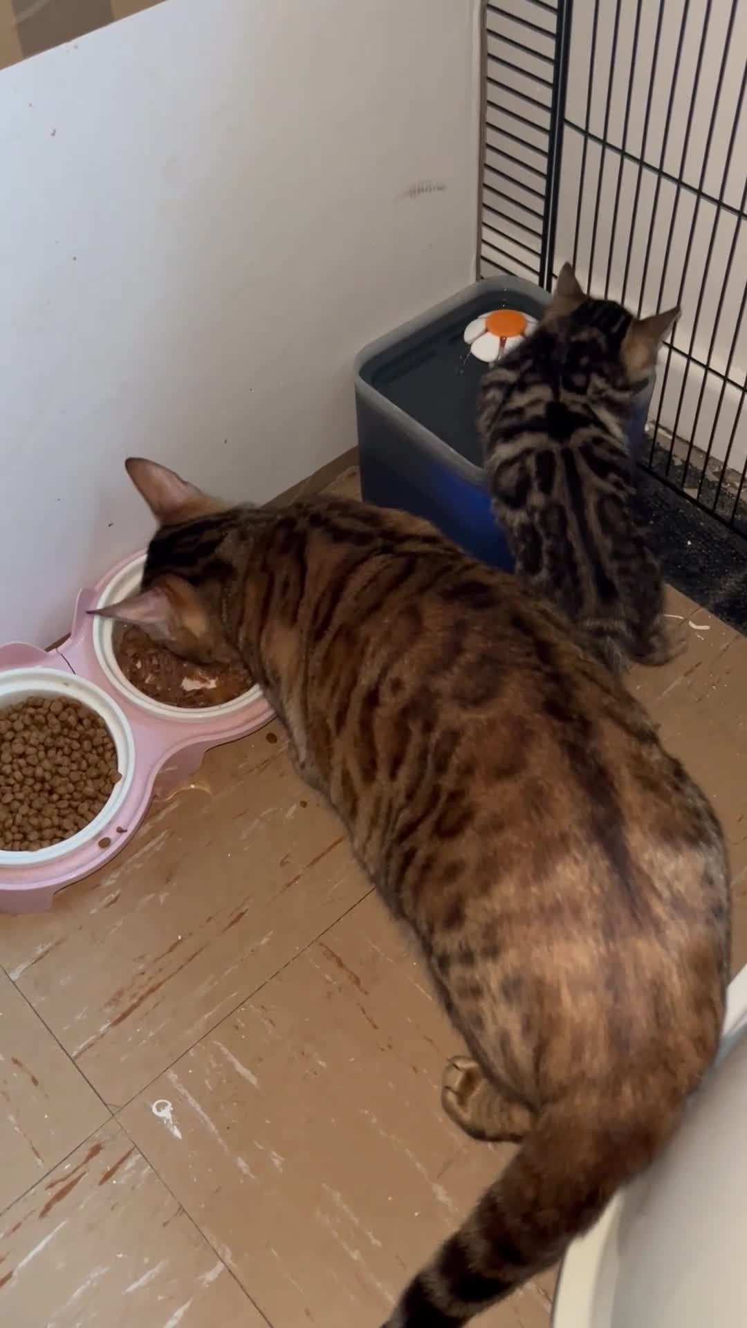Bengal cats for sale: Stunning Charcoal Boy Kitten - Video 5