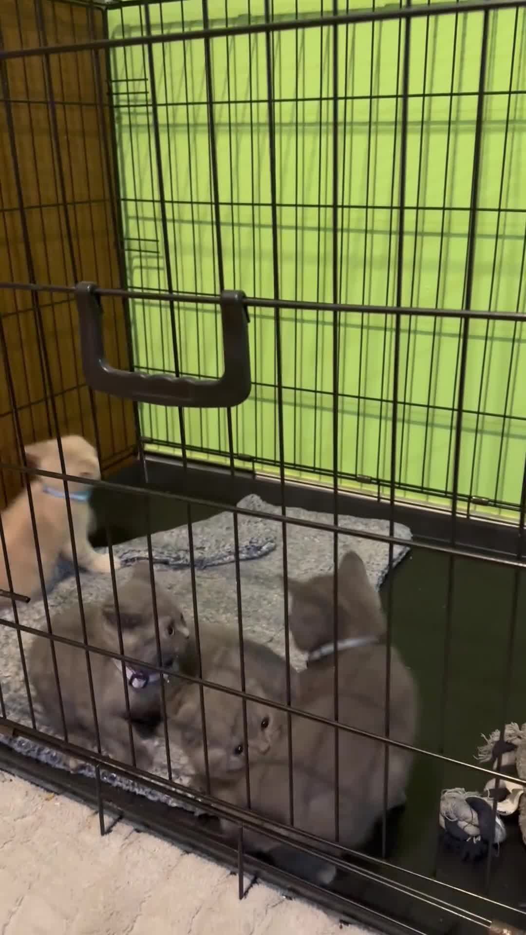 British Shorthair cats for sale: Lovely British shorthair kittens  - Video 2