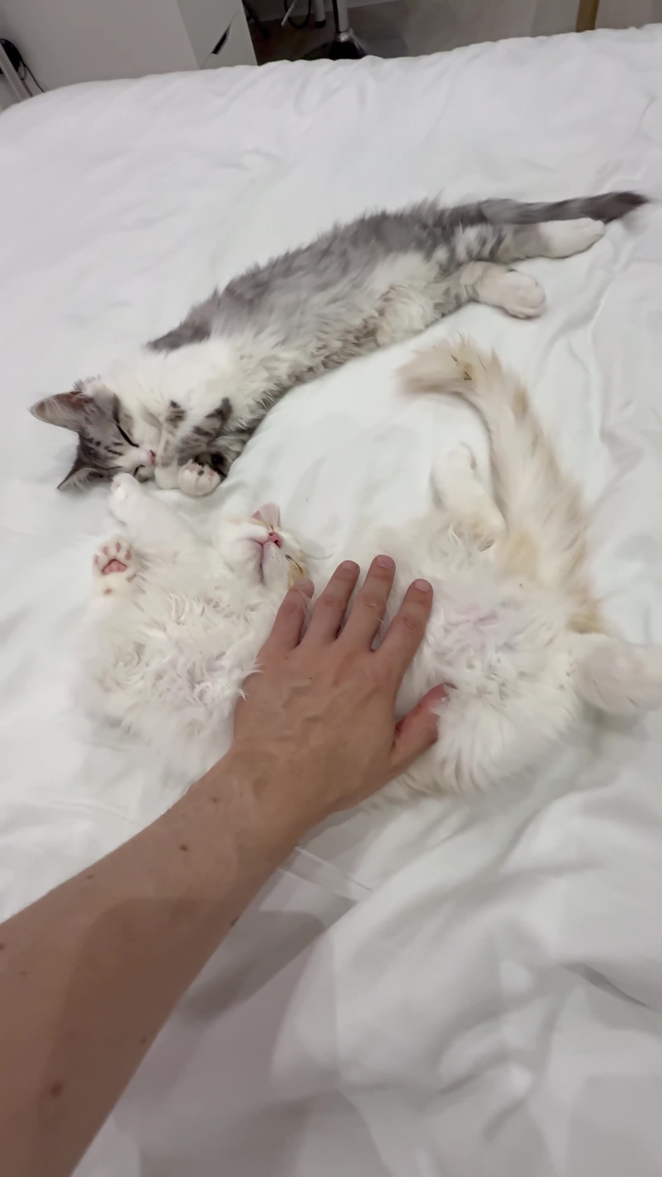 Munchkin cats for sale: Pedigree TICA Munchkin Kittens – Short Legs 🐈 - Video 3