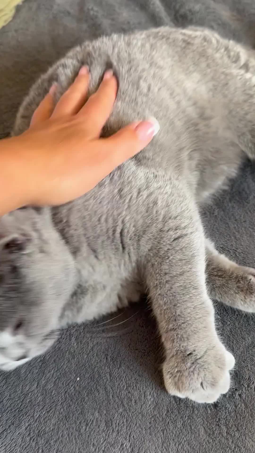 British Shorthair cats for sale: Gccf registered kittens  - Video 1