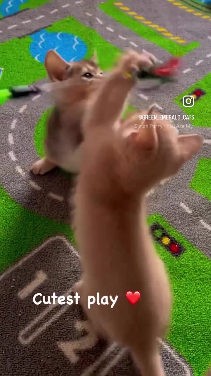 Abyssinian cats for sale: Pure pedigree Tica registered Abyssinian kittens  - Video 5