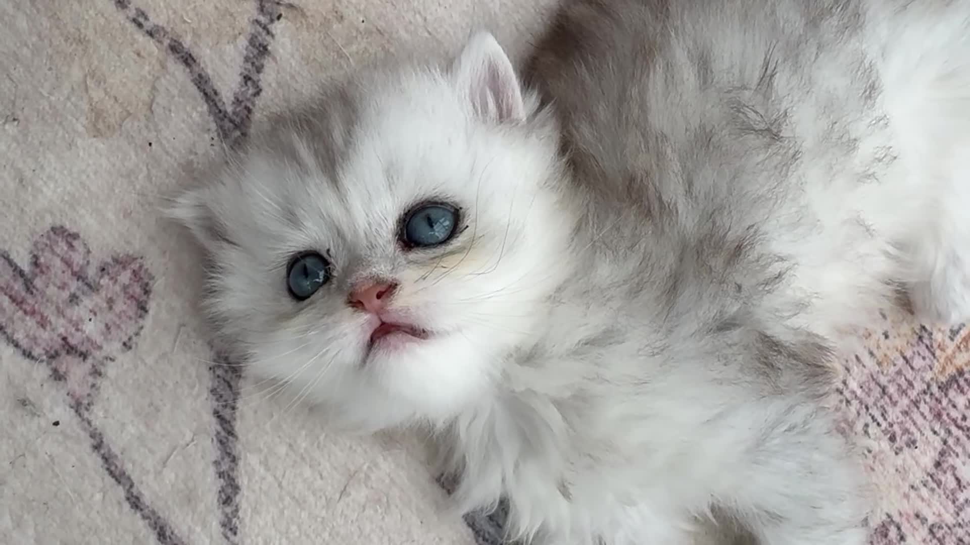 Persian cats for sale: Beautiful friendly socialised kittens in Altrincham - Video 2