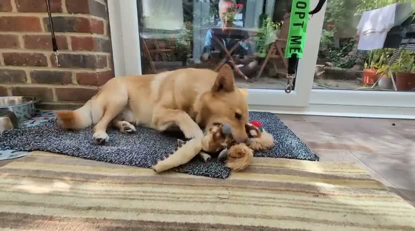 Mixed Breed dogs for adoption: 💙🐶 REGGIE – A HAPPY, LOVING BOY in Lewes - Video 1