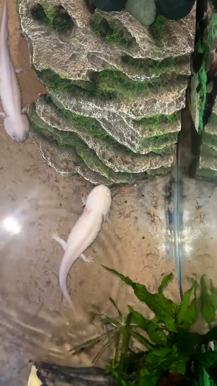Other/Mixed Breed fish for sale: Axolotls  in Walsall - Video 1