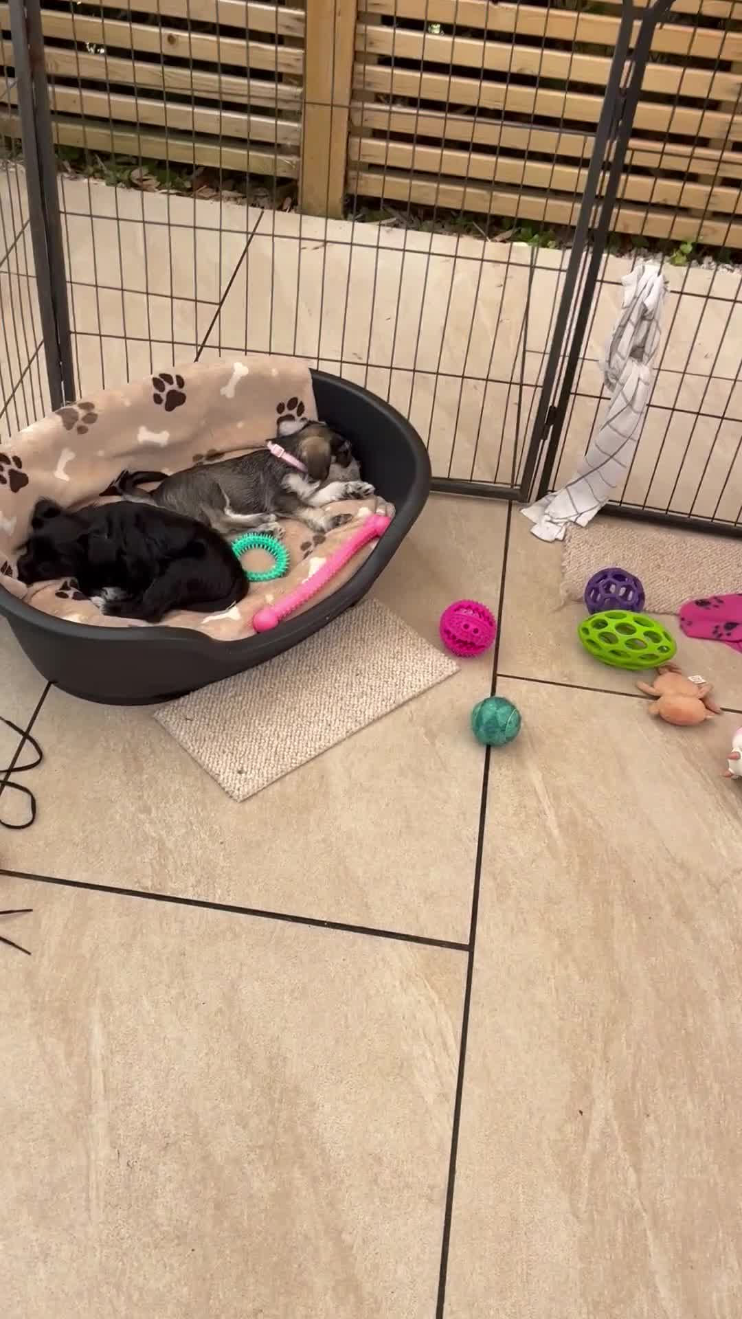 Miniature Schnauzer dogs for sale: KC Pedigree Miniature Schnauzer Pups *READY TO GO* - Video 4