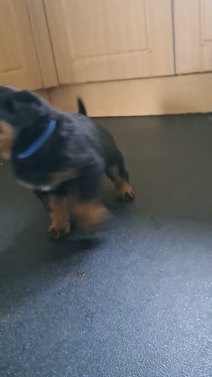 Rottweiler dogs for sale: 1 girl and 2 boy rottweiler  in Falmouth - Video 2
