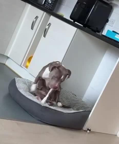 Mixed Breed dogs for sale: American bully x mastiff female  - Video 1