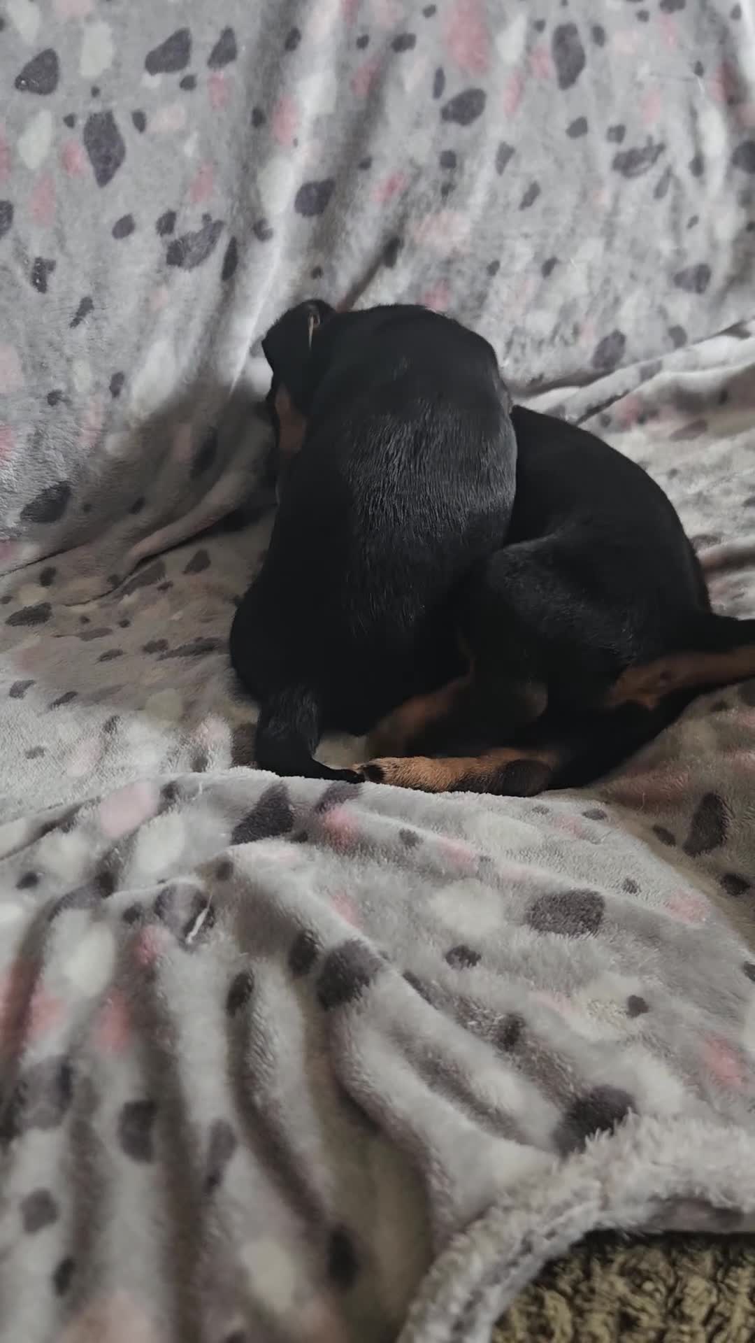 Jack Russell dogs for sale: Beautiful Black & Tan Jack Russell puppy's  - Video 1