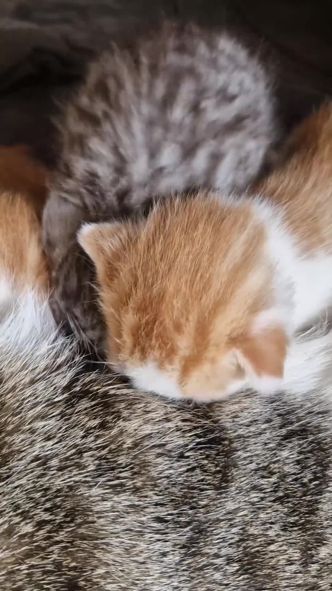 British Shorthair cats for sale: Gorgeous Kitten friendly and very playful - Video 1