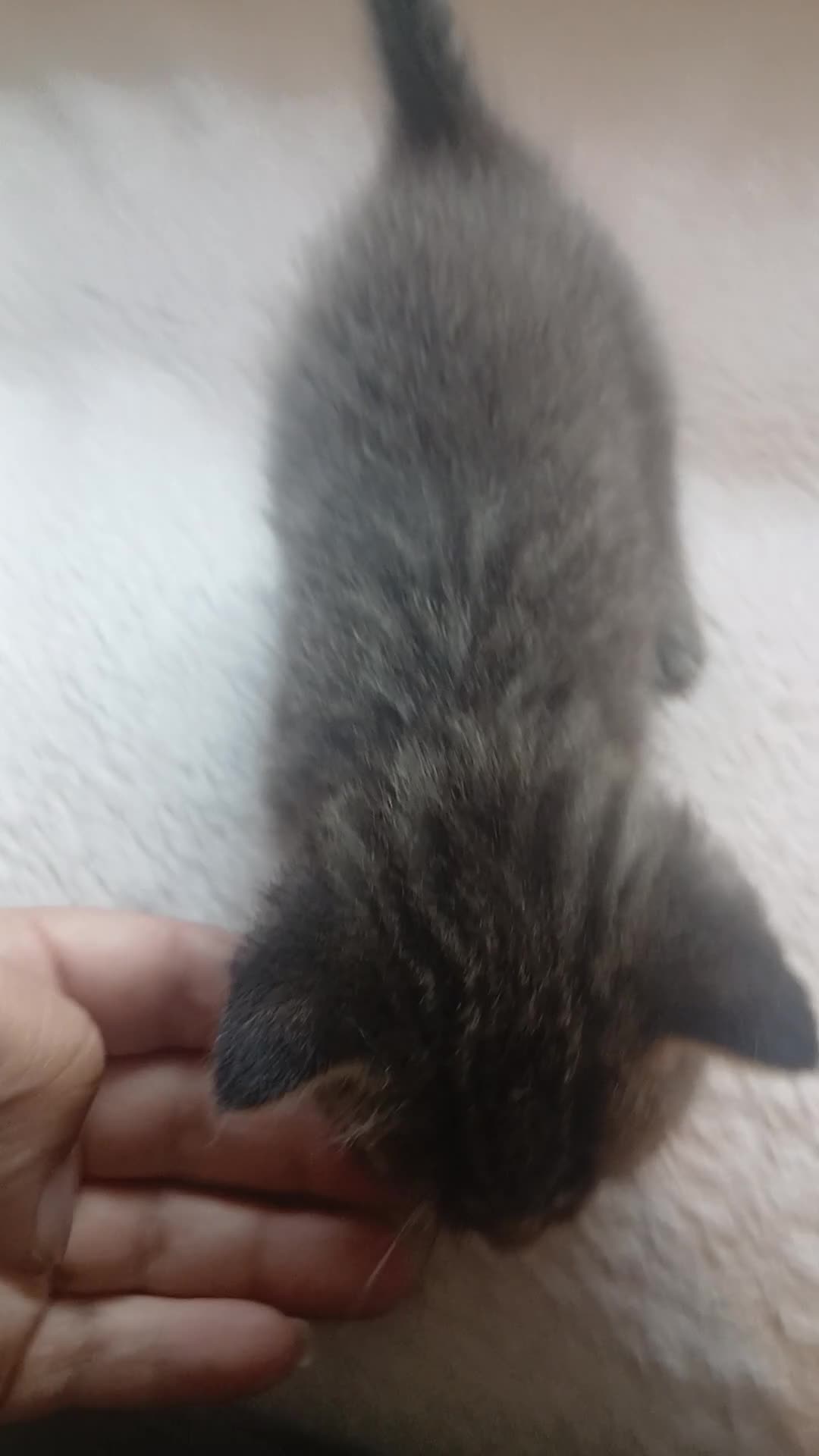 Mixed Breed cats for sale: Beautiful Ragdoll X Kittens - Video 2