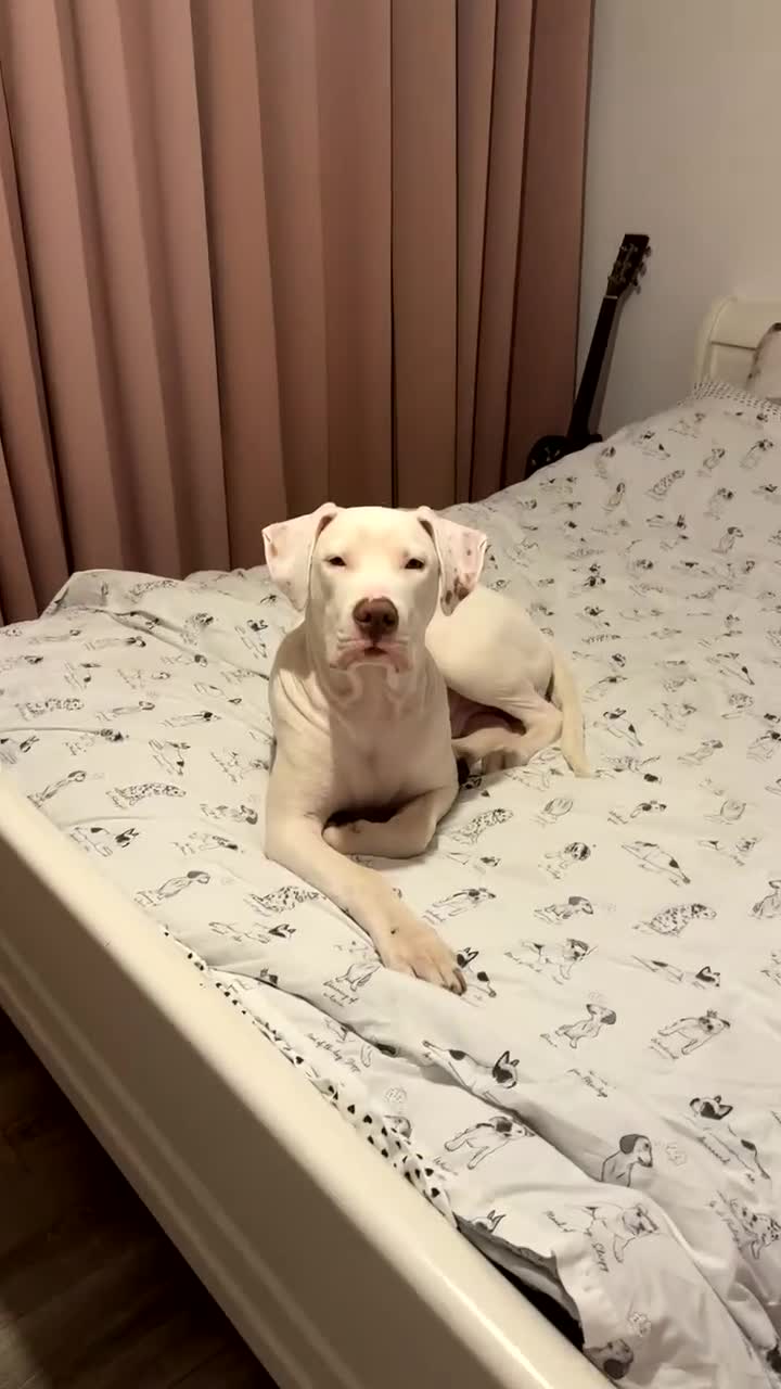 Mixed Breed dogs for sale: Cane Corso x Amstaff  in Airdrie - Video 1