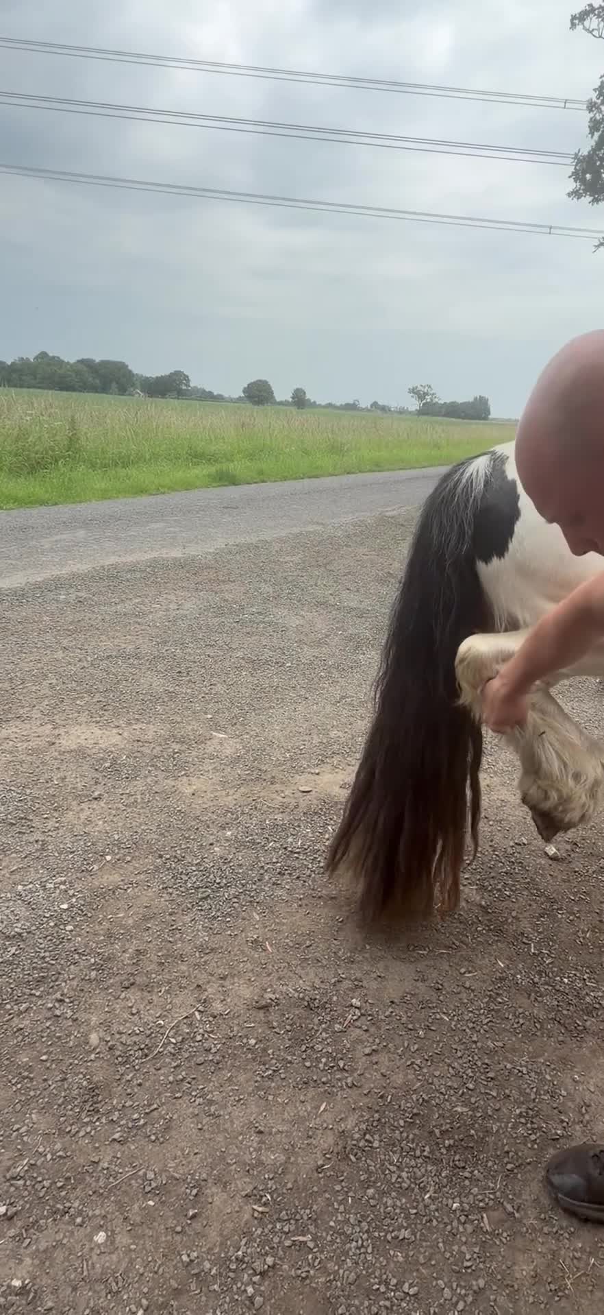 Irish Cob horses for sale: Tony the pony  - Video 3