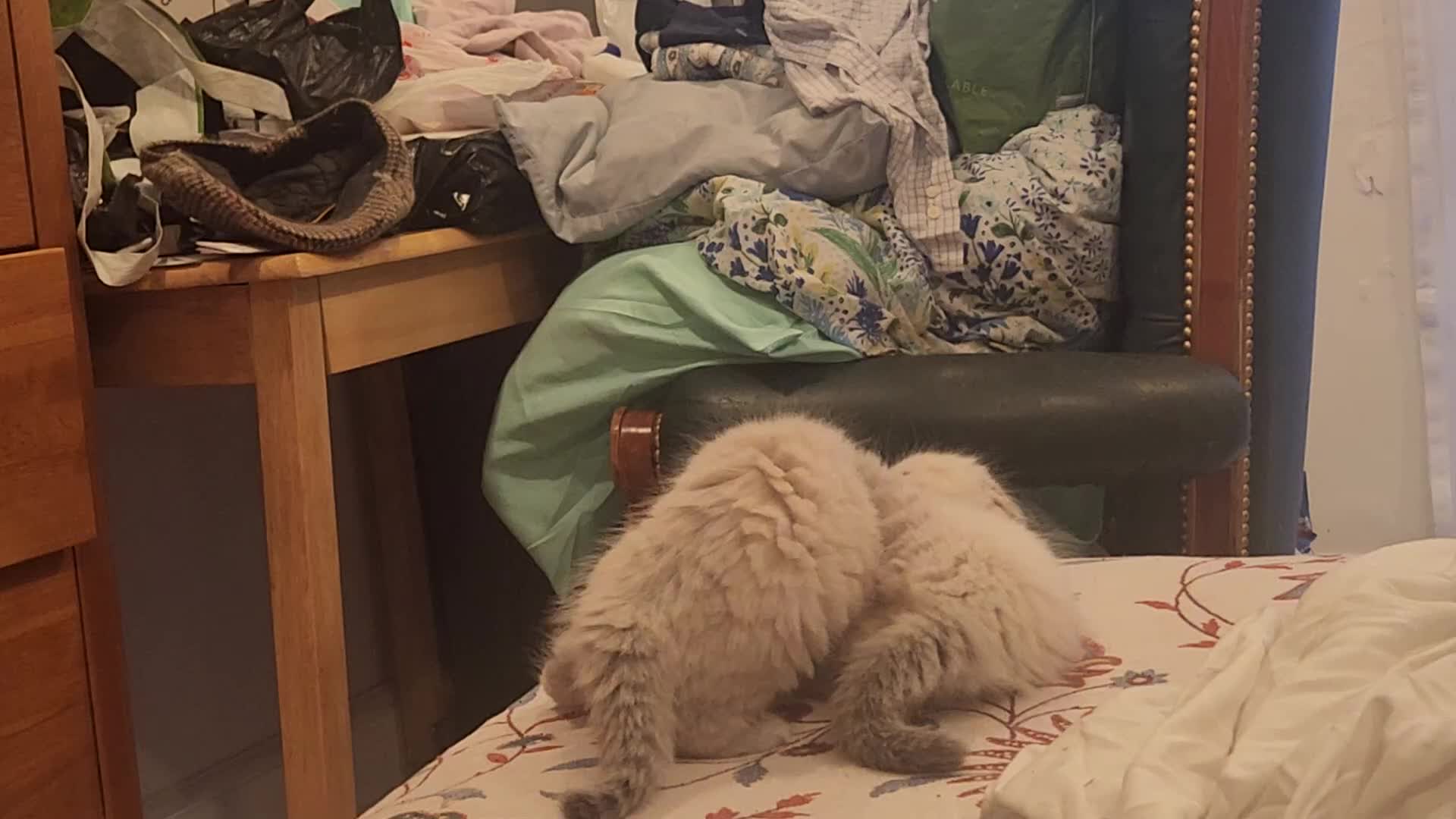 Siberian cats for sale: Siberian Kittens Super Friendly 💕🐾 - Video 1