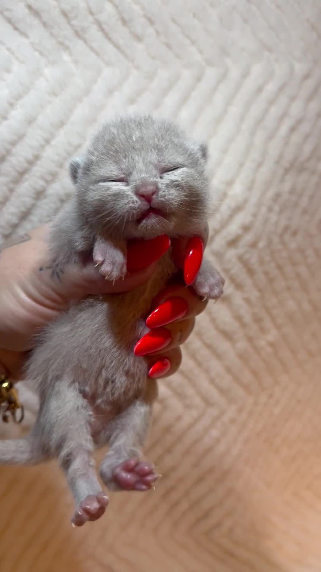 British Shorthair cats for sale: Pure British Shorthair Kittens😻🥇🏆Champion Line - Video 2