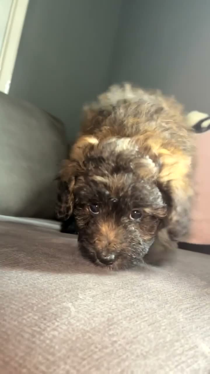 Mixed Breed dogs for sale: 2 girls💖 available now!! - Video 1