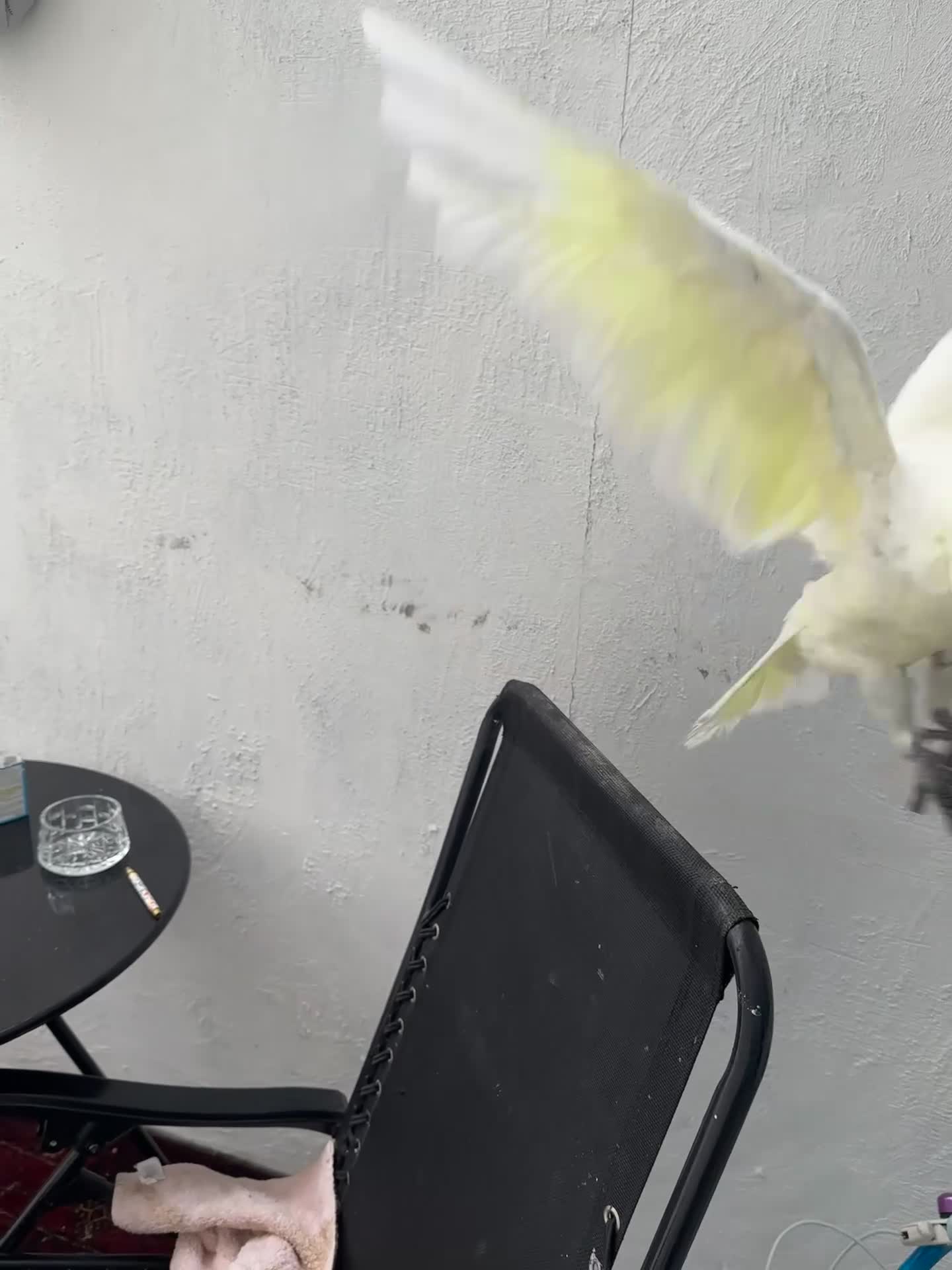 Parrots birds for sale: Baby beautiful crested cockatoo perfect tame  in London - Video 1