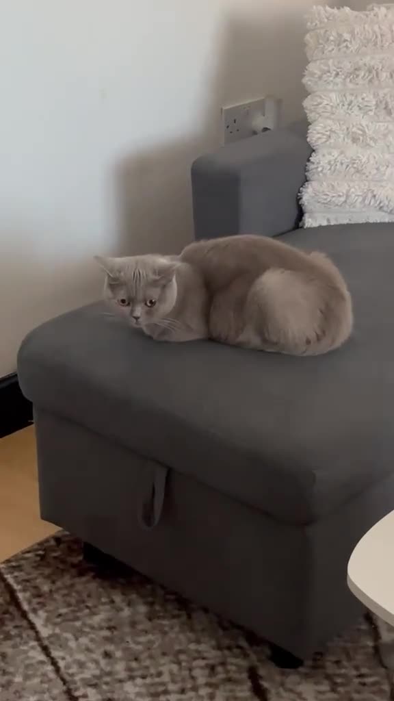 British Shorthair cats for sale: Female British Shorthair (For Sale!) - Video 2