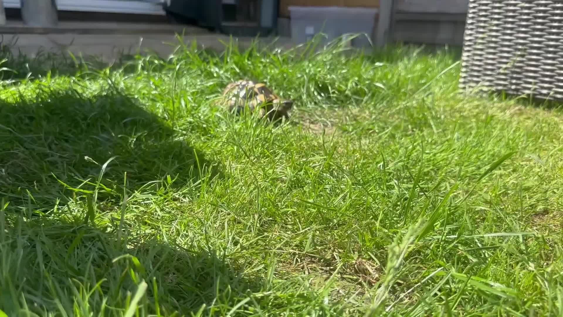 Tortoise reptiles for sale: Male Herman  - Video 4
