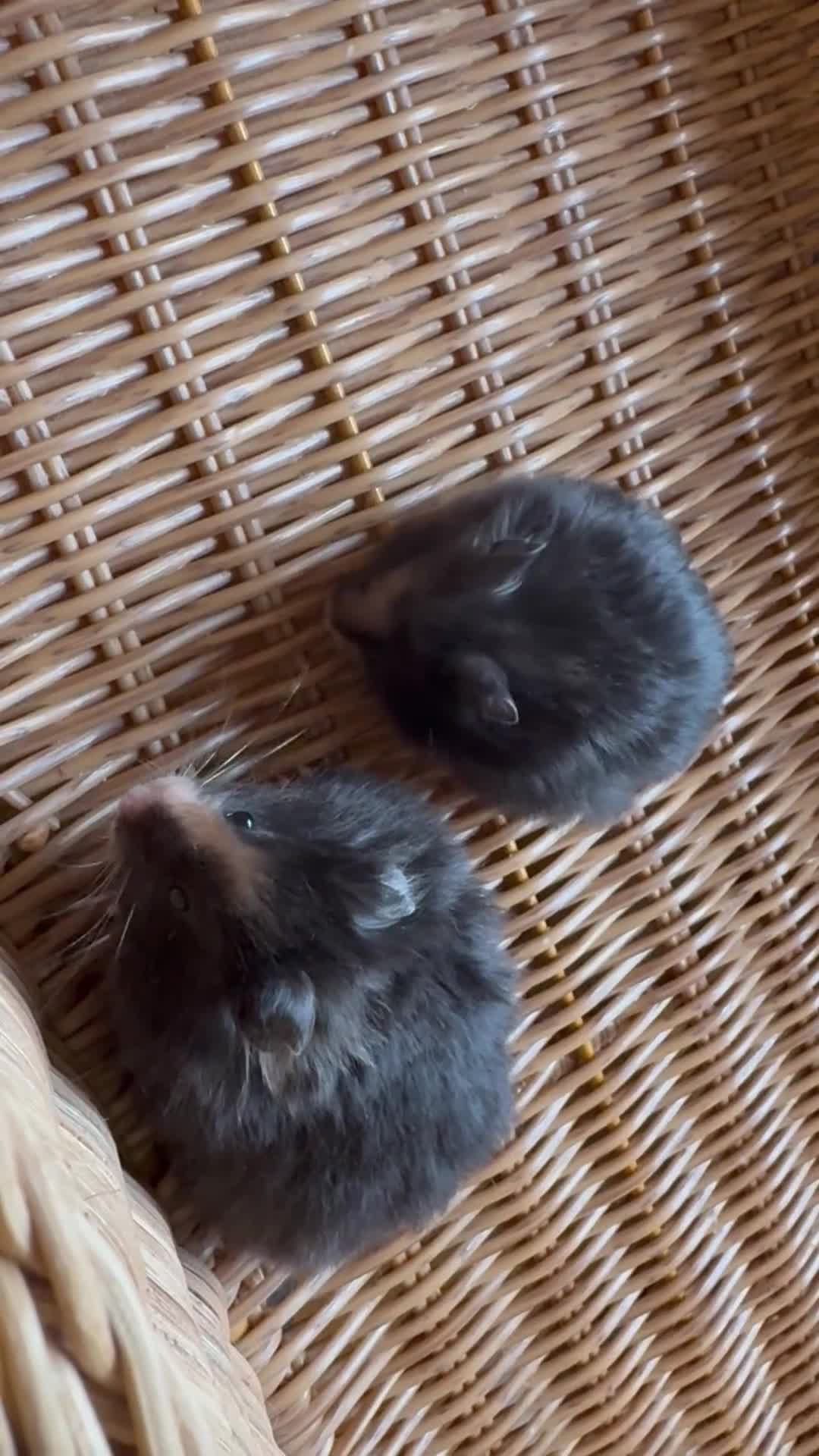 Hamster rodents for sale: Stunning home-bred Syrian hamster pups  - Video 2