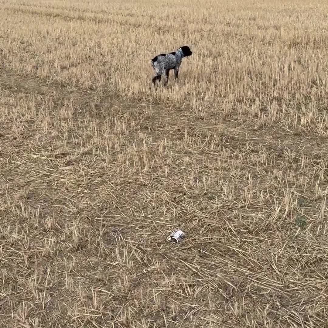 Brittany Spaniel dogs for sale: Brittanys for working homes or active homes - Video 4