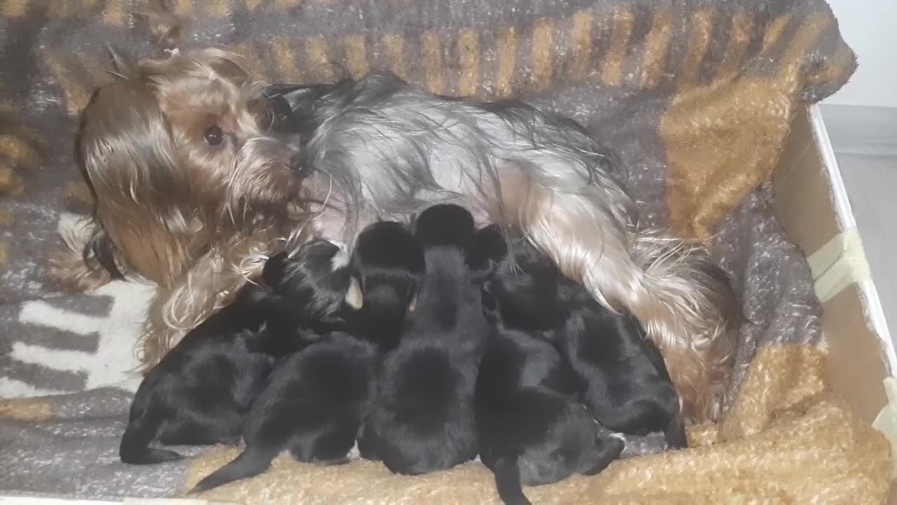 Morkie dogs for sale: Yorkshire Terrier x Maltese Female Puppies - Video 1