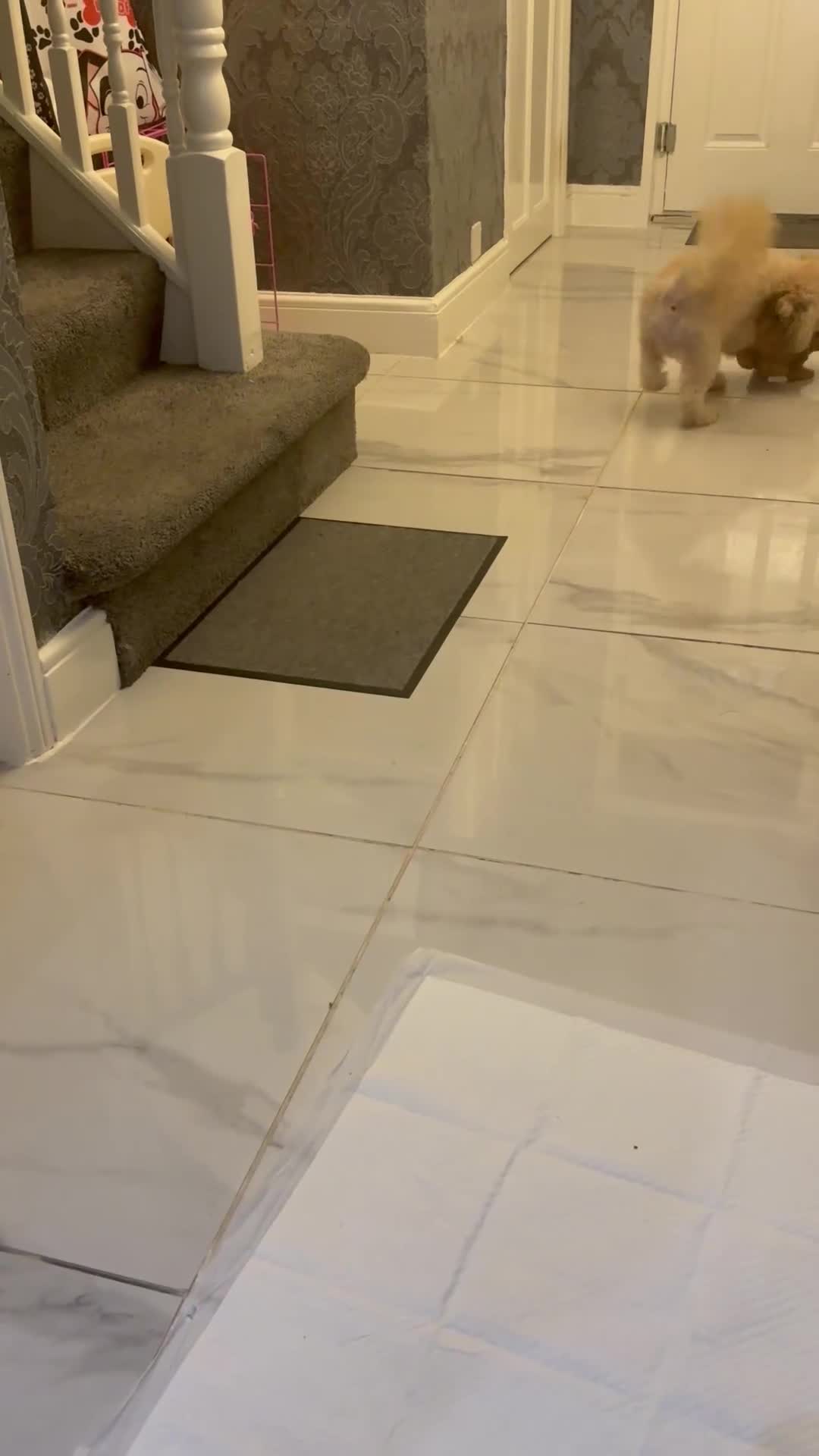 Cockapoo dogs for sale: MINITURE COCKAPOO  GIRL - Video 1