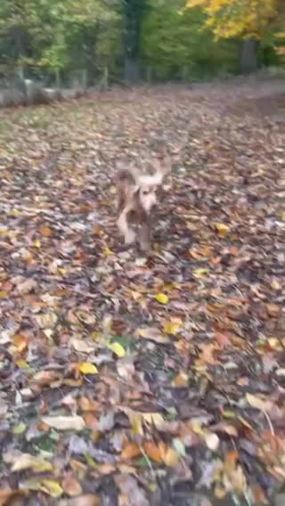 Cocker Spaniel dogs for stud: PROVEN STUD 100% show cocker, KC REG, Clear health in Tonbridge - Video 2